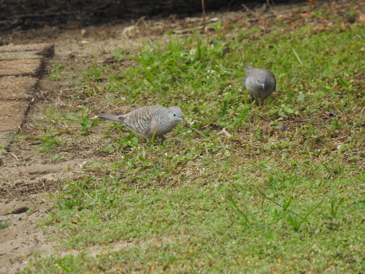 Peaceful Dove - ML620560973