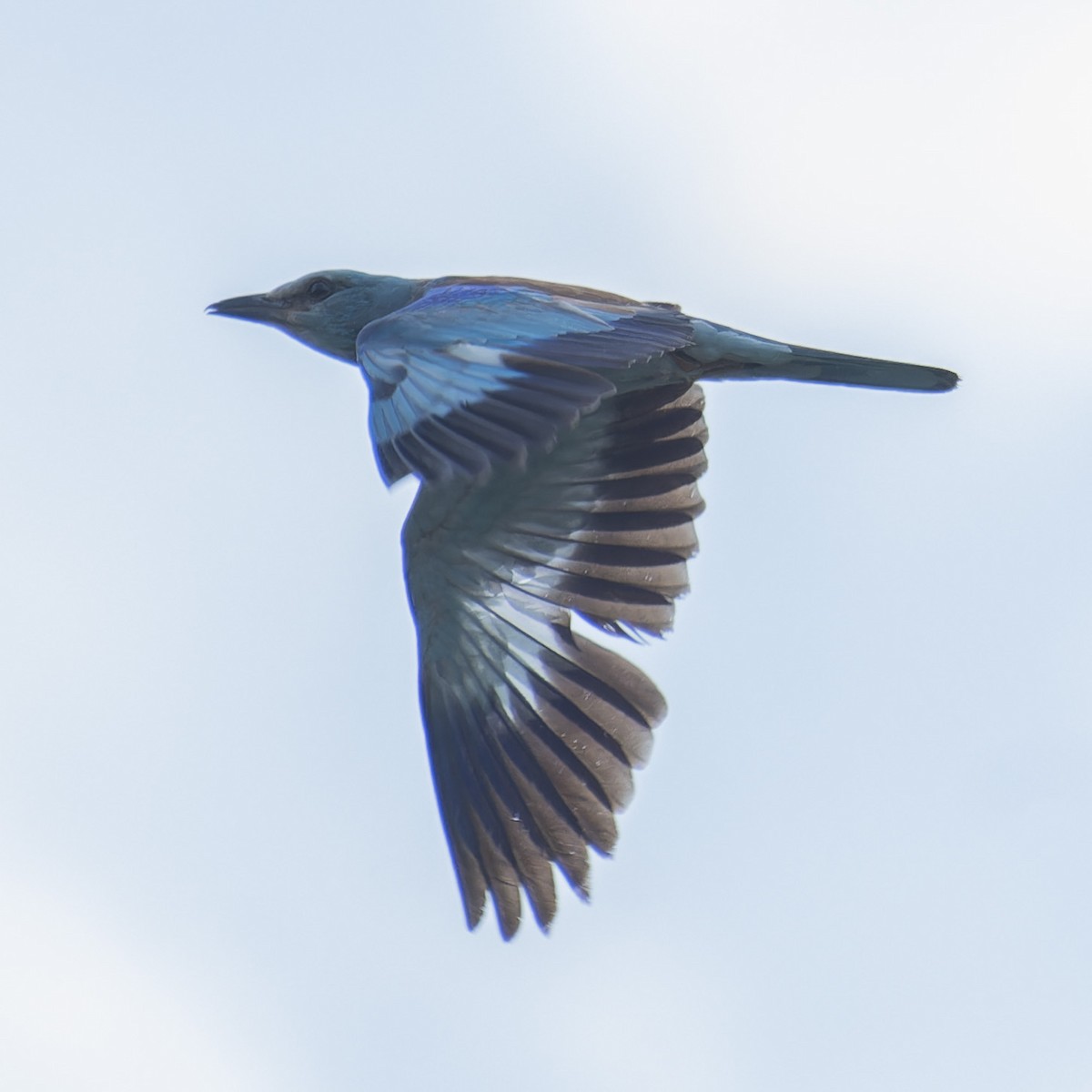 European Roller - ML620560974