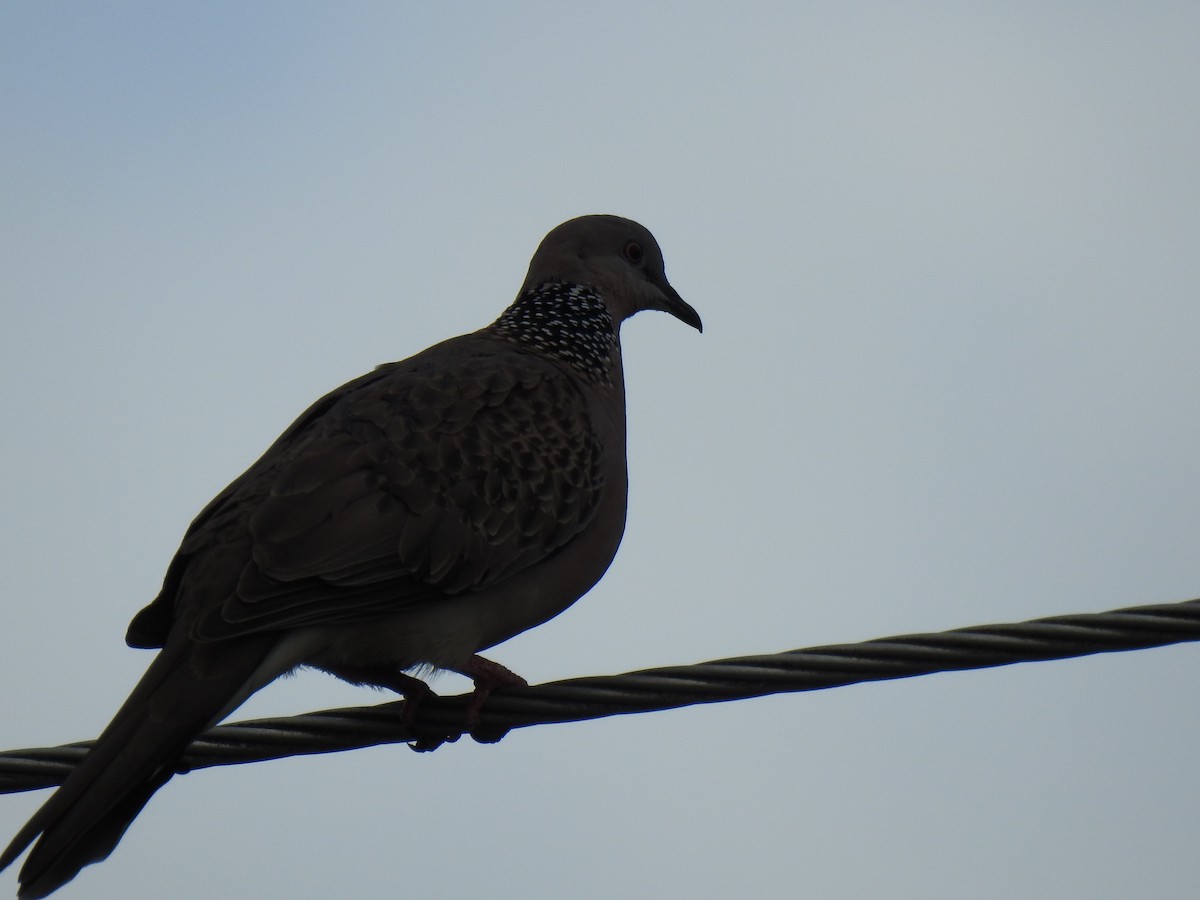 Spotted Dove - ML620560976