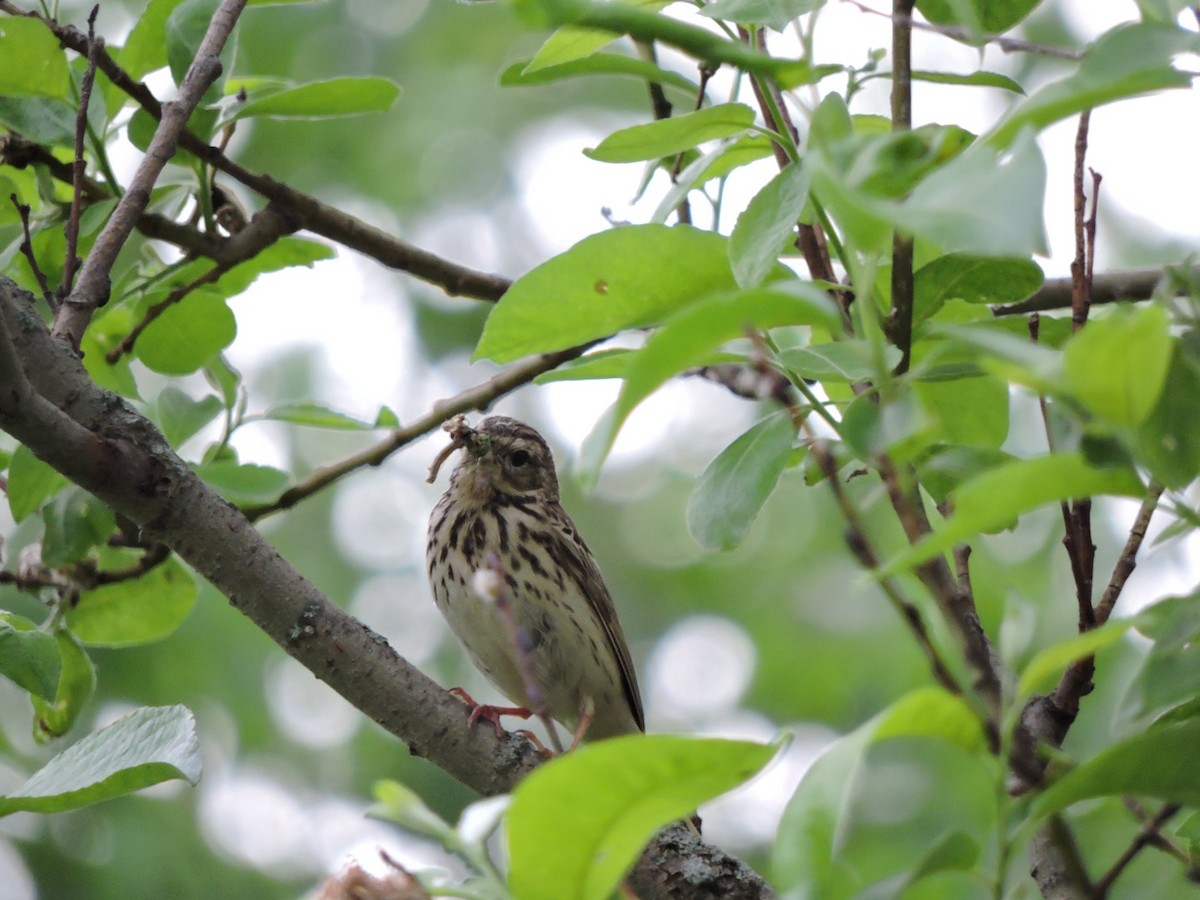 Tree Pipit - ML620560982