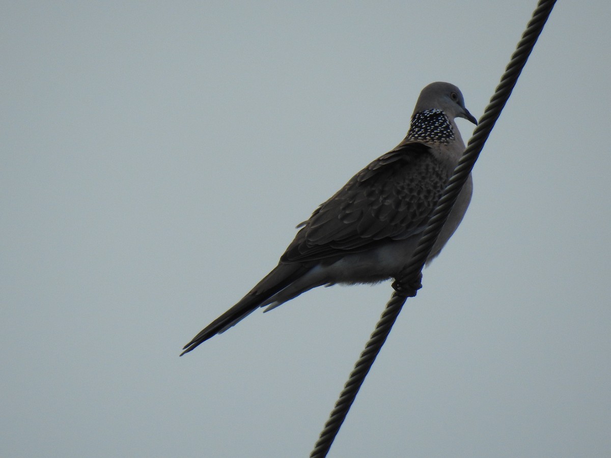Spotted Dove - ML620560984