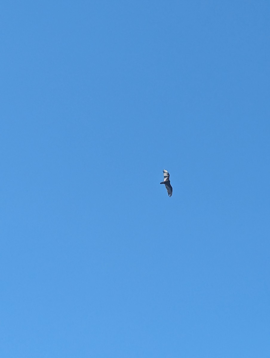 Turkey Vulture - ML620560989