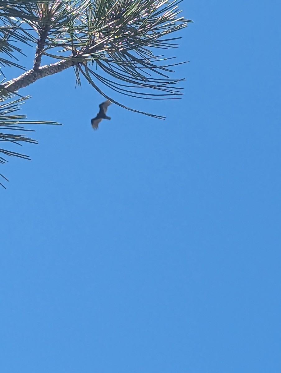 Turkey Vulture - ML620560990