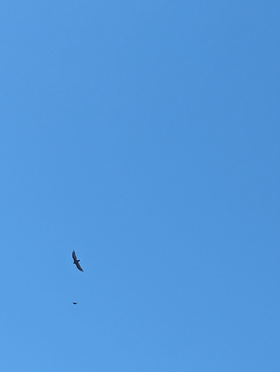 Turkey Vulture - ML620560991