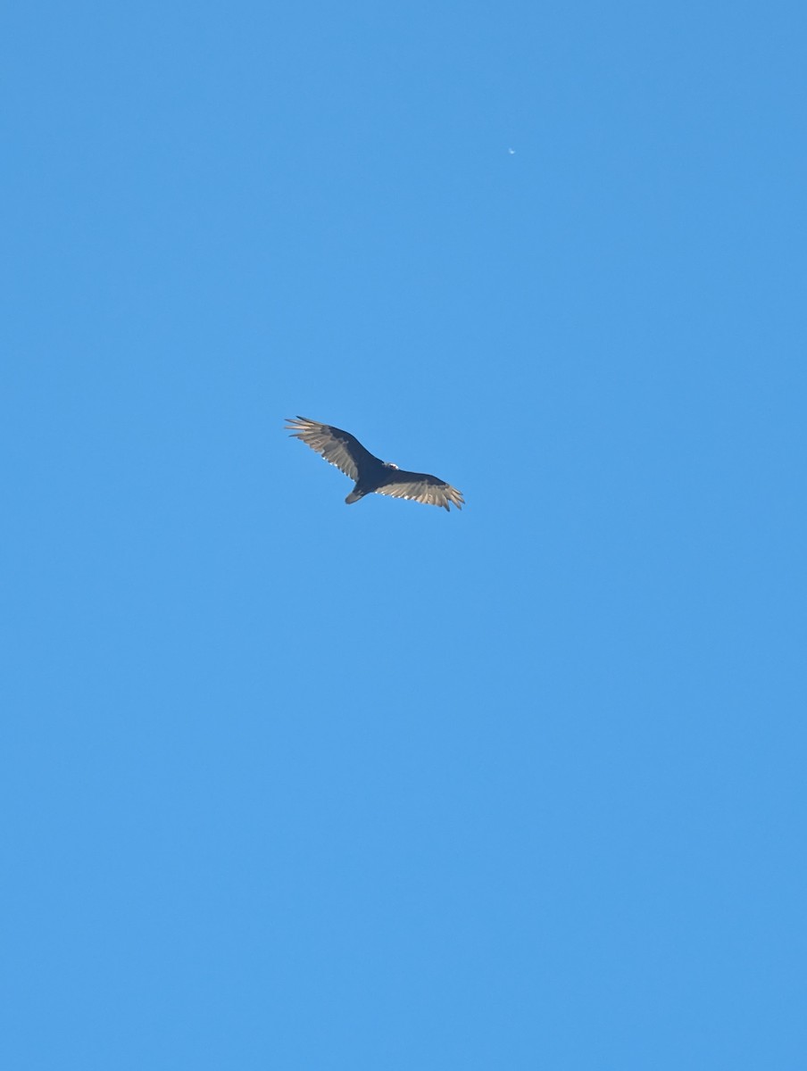 Turkey Vulture - Pharaloo Bergstrom