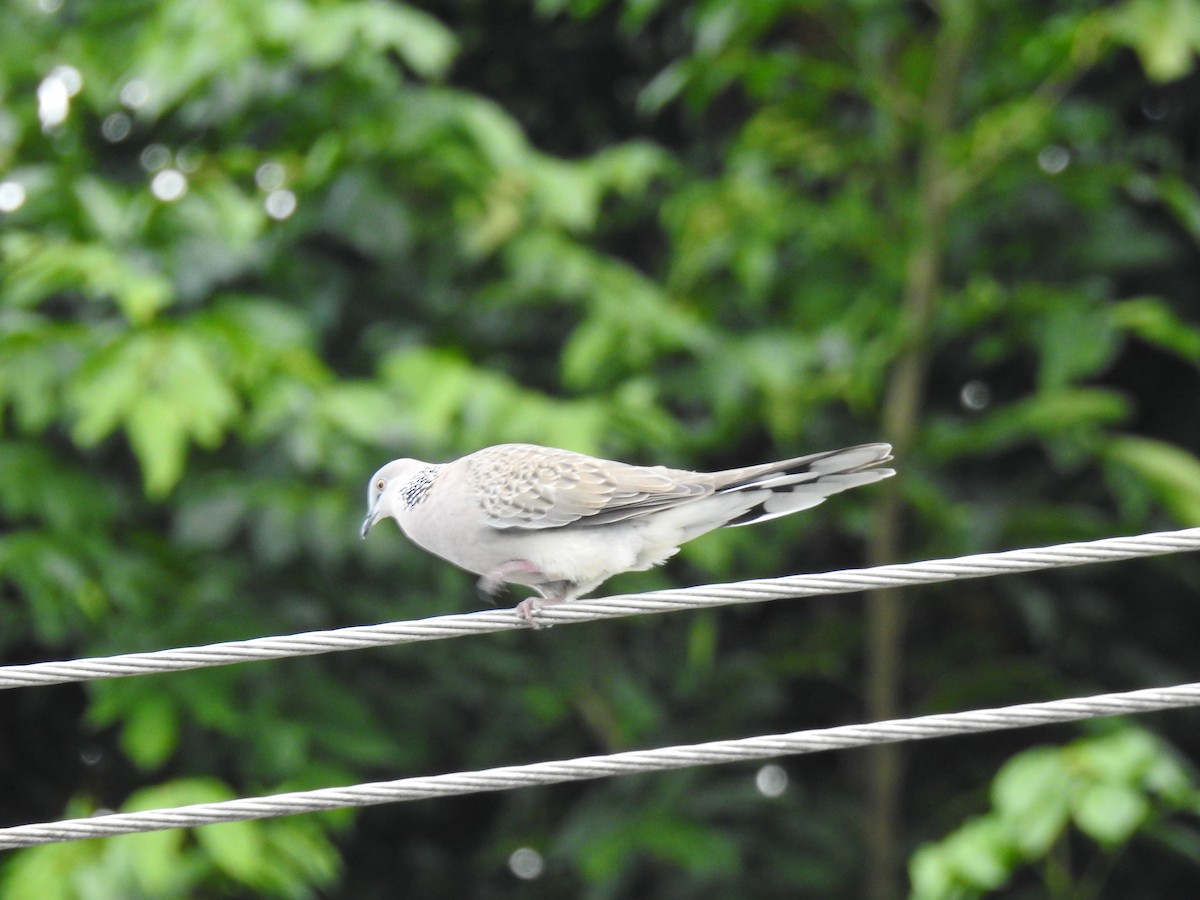 Spotted Dove - Monica Mesch