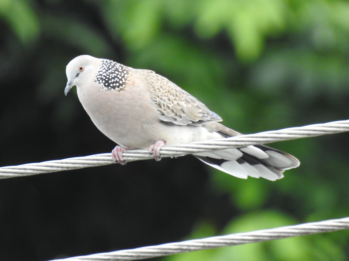 Spotted Dove - ML620561004