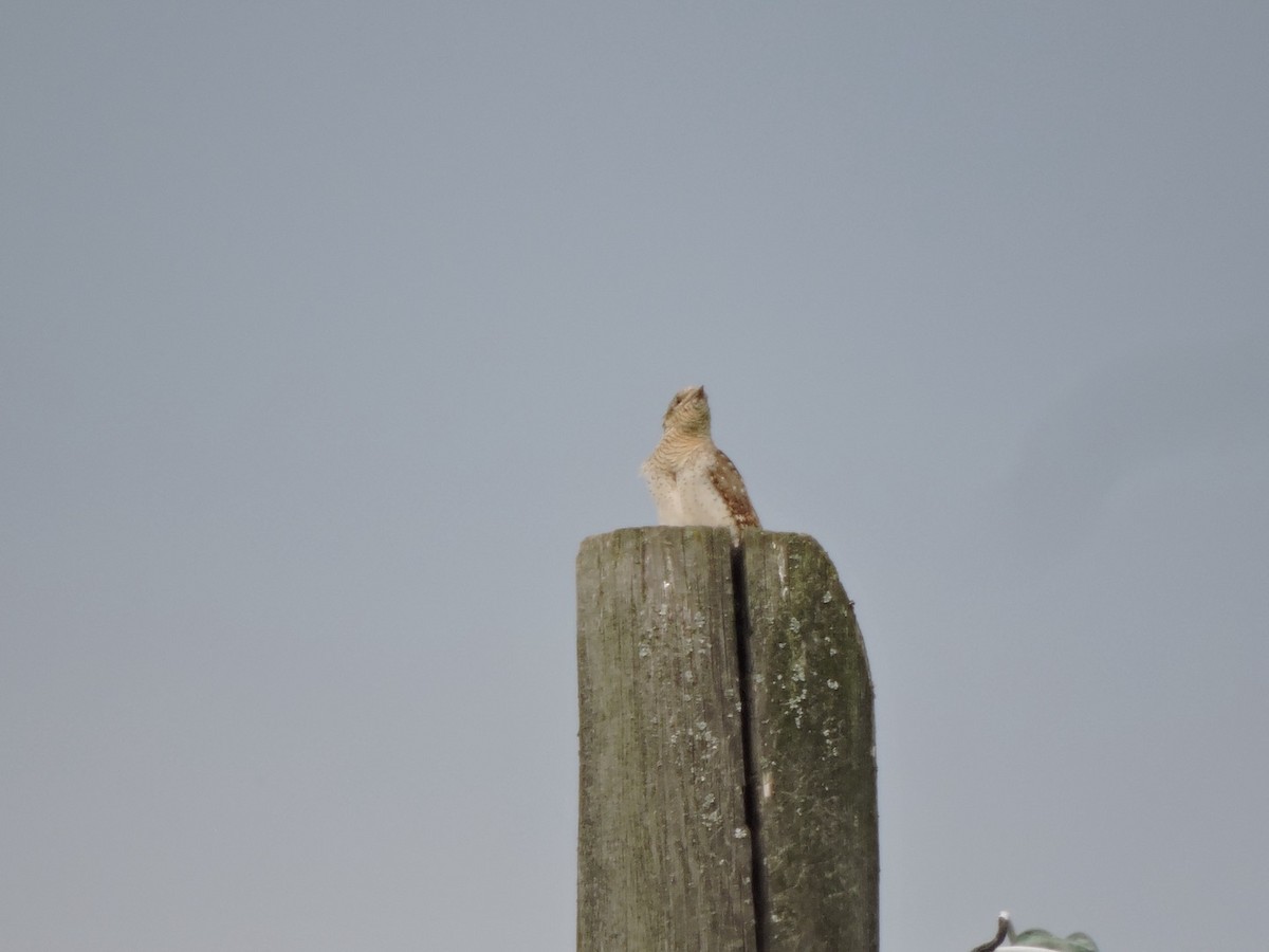 Eurasian Wryneck - ML620561011