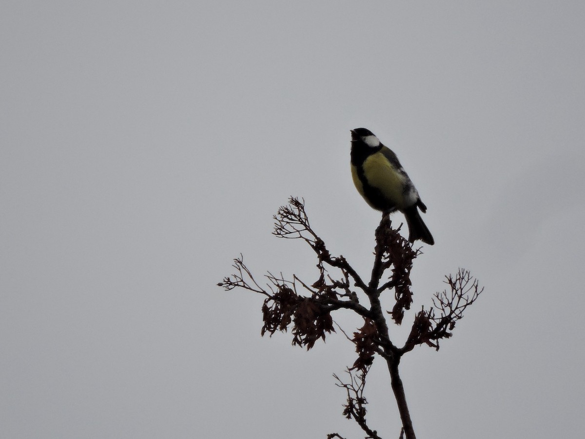 Great Tit - ML620561017