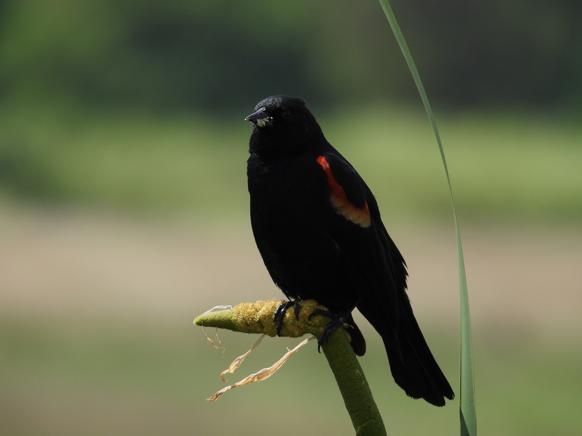 Red-winged Blackbird - ML620561024