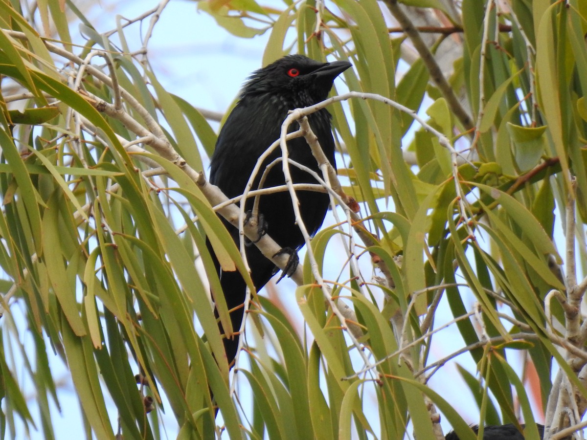 Metallic Starling - ML620561026