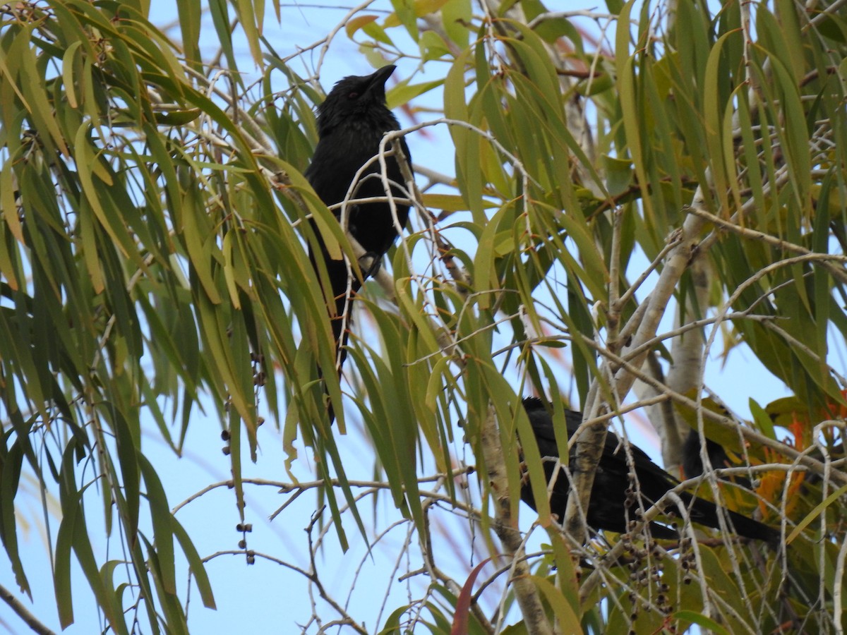 Metallic Starling - ML620561027