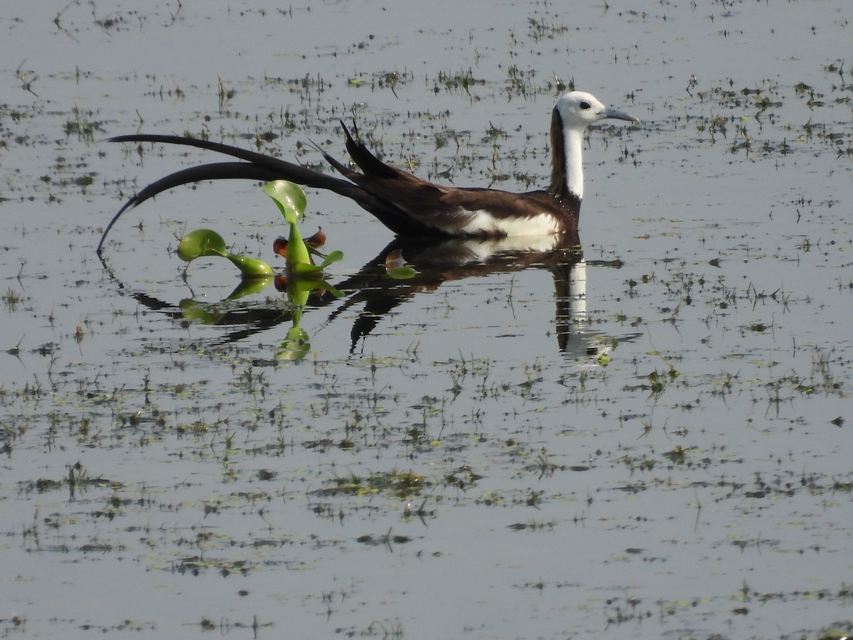 Pheasant-tailed Jacana - ML620561028