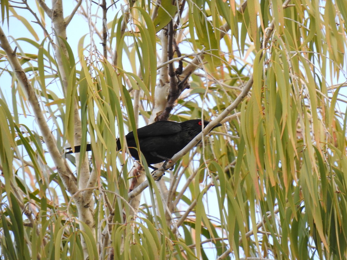 Metallic Starling - ML620561029