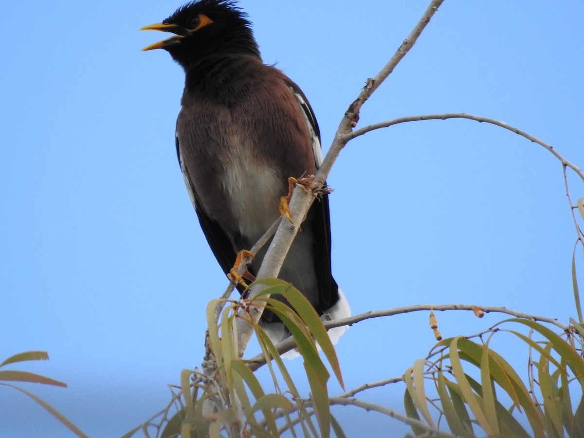 Common Myna - ML620561030