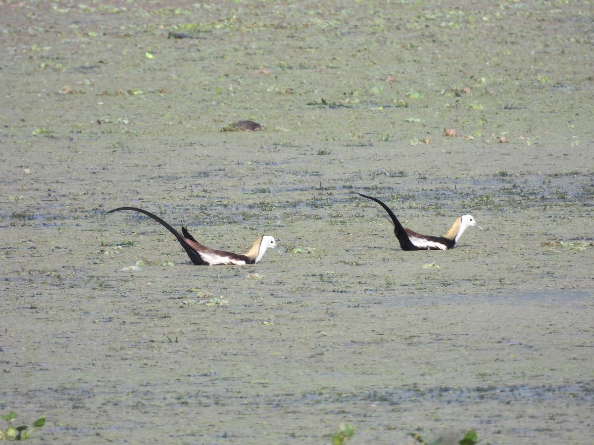 Jacana à longue queue - ML620561031