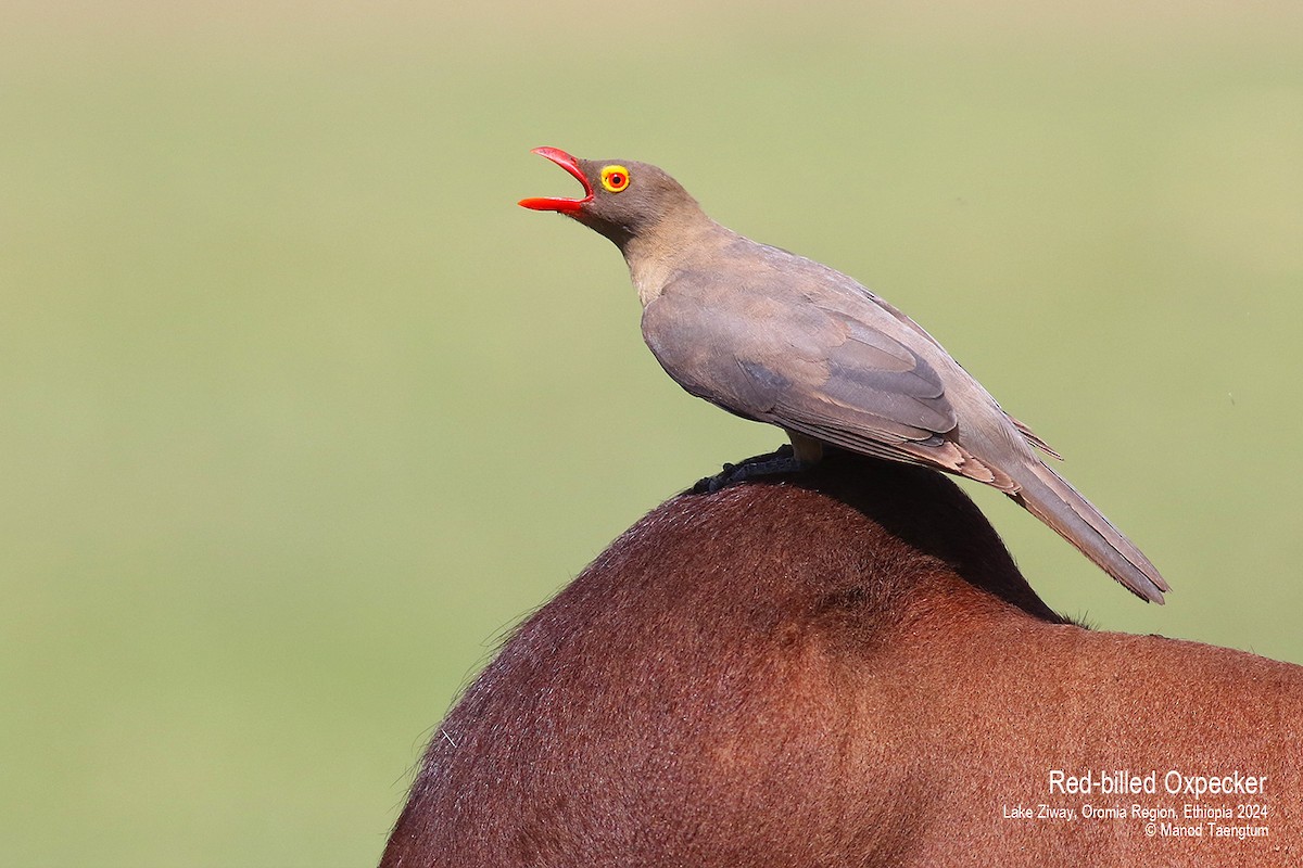 Red-billed Oxpecker - ML620561034