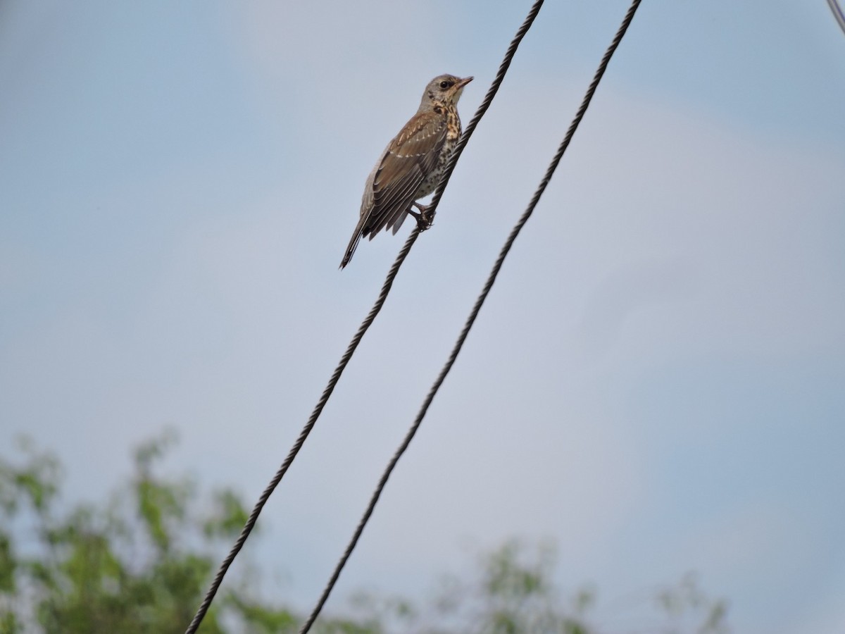 Fieldfare - ML620561036