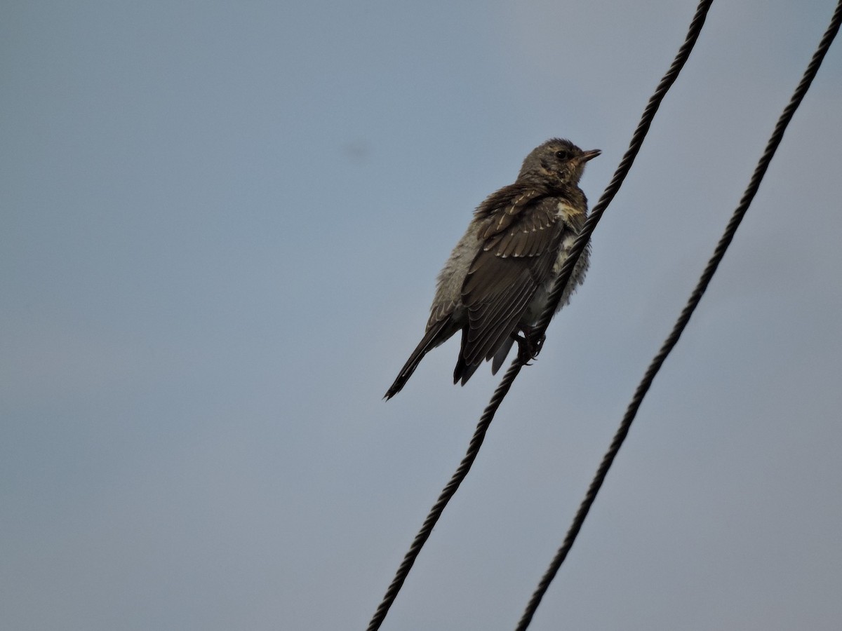 Fieldfare - ML620561037