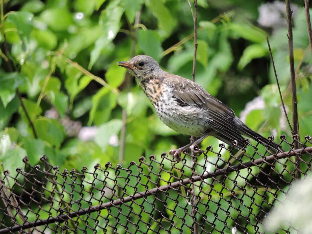 Fieldfare - ML620561038