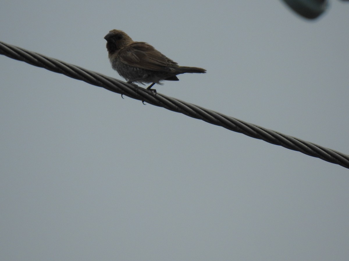 Scaly-breasted Munia - ML620561040