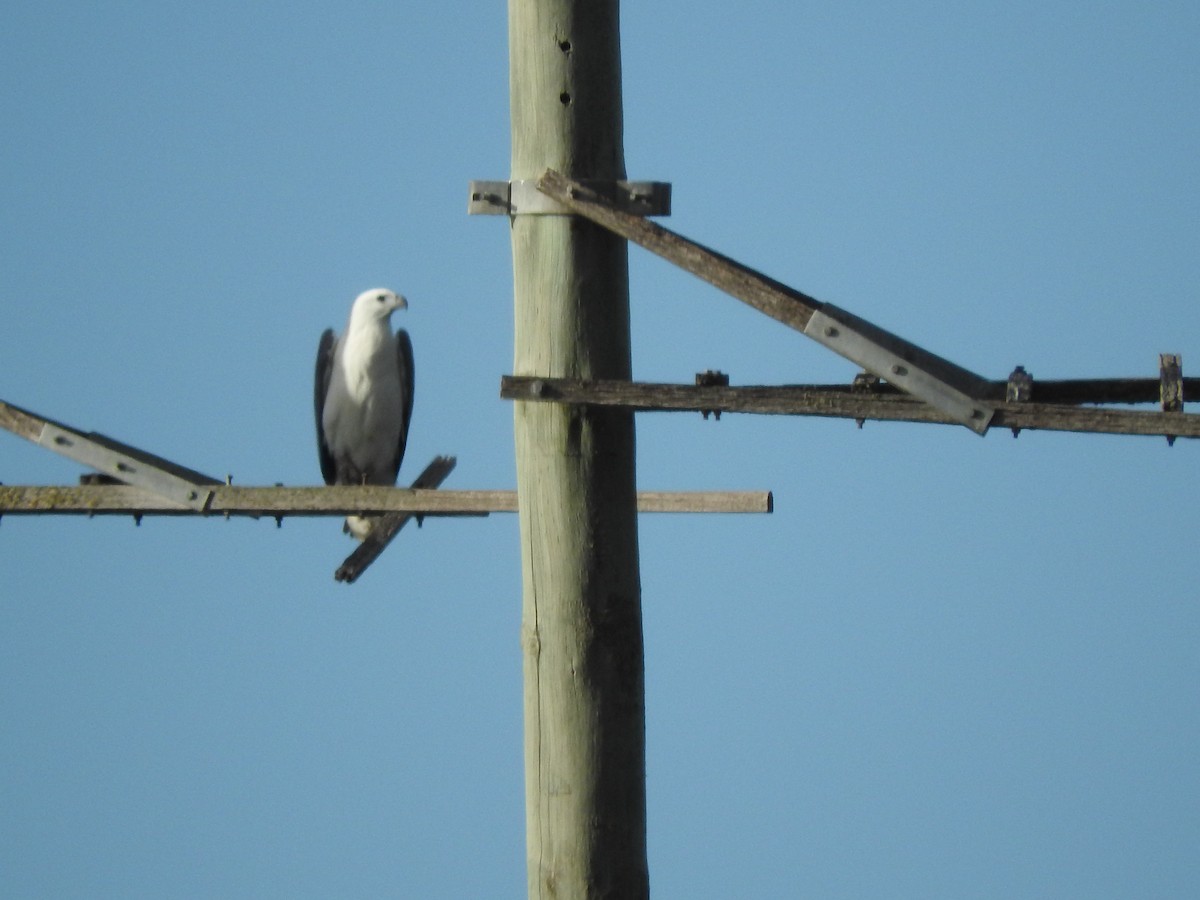 White-bellied Sea-Eagle - ML620561045