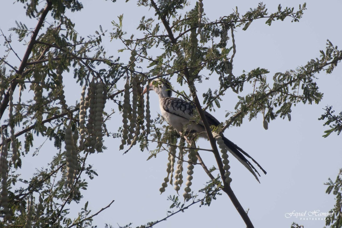 Northern Red-billed Hornbill - ML620561054