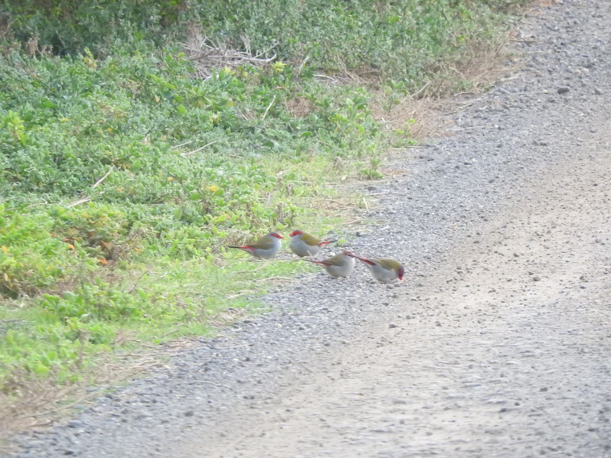 Red-browed Firetail - ML620561057