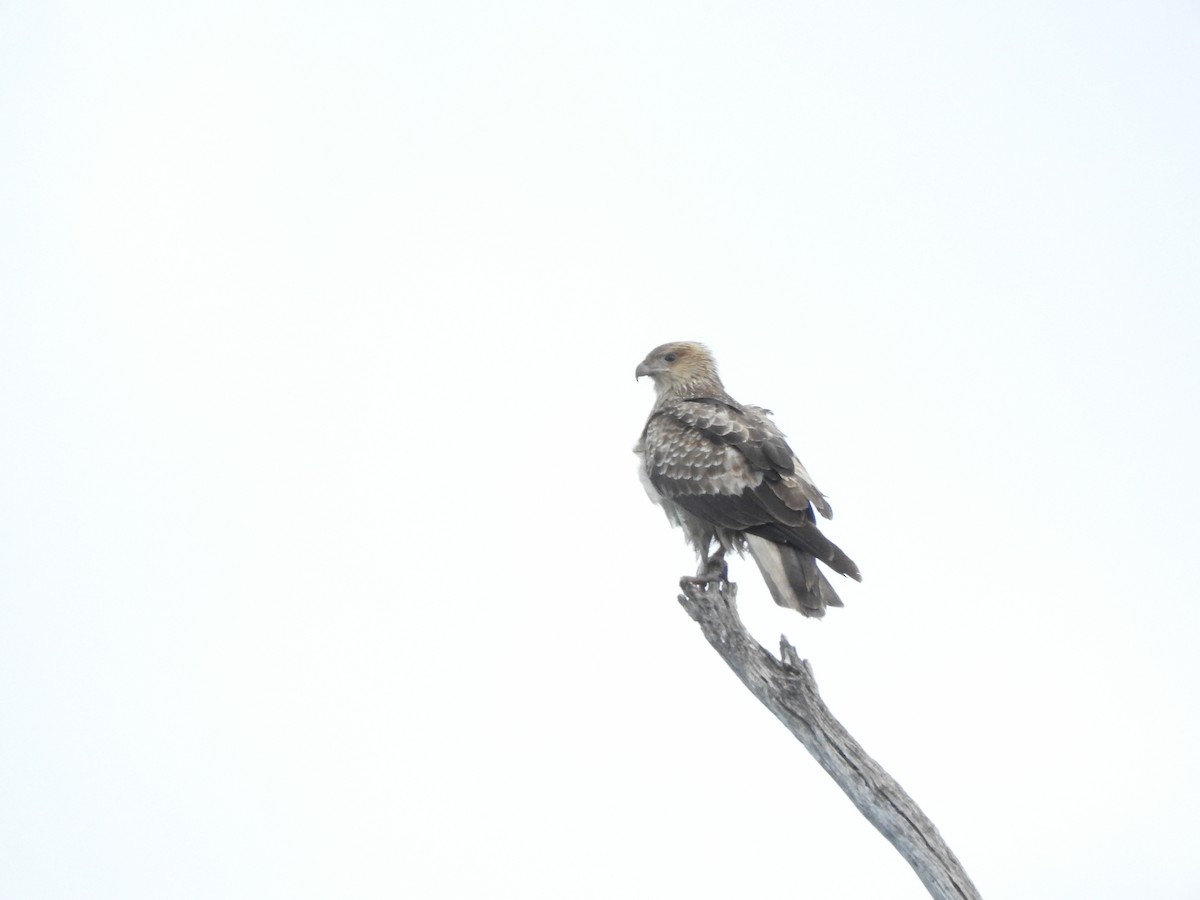 Whistling Kite - ML620561063