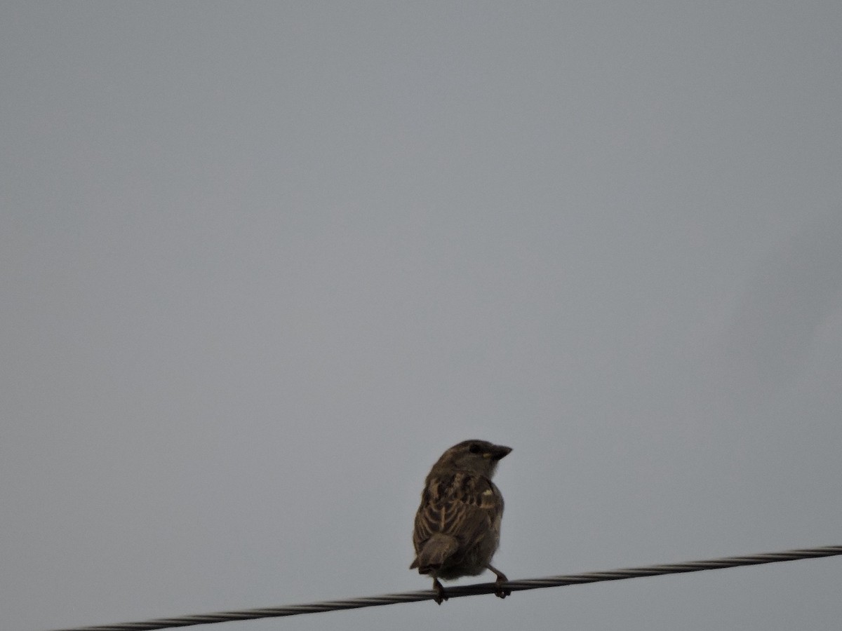 House Sparrow - ML620561070