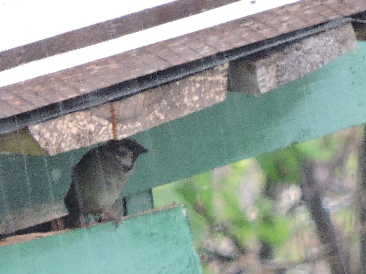 Eurasian Tree Sparrow - ML620561071