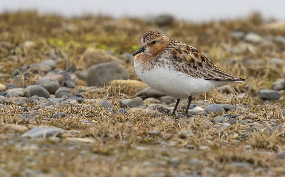 Rotkehl-Strandläufer - ML620561084