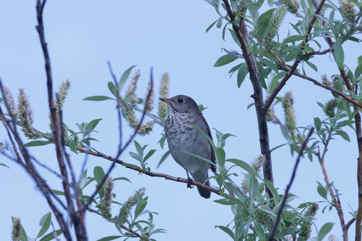 Gray-cheeked Thrush - ML620561092