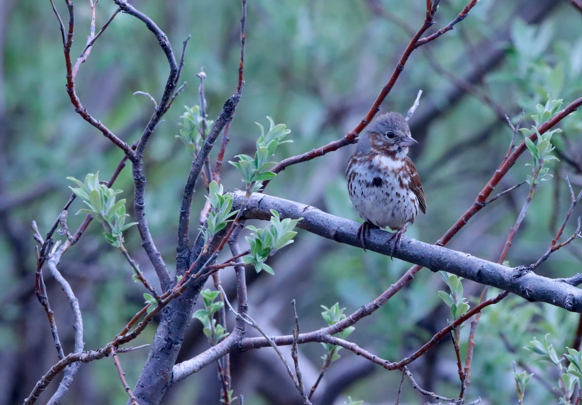 Fox Sparrow - ML620561094