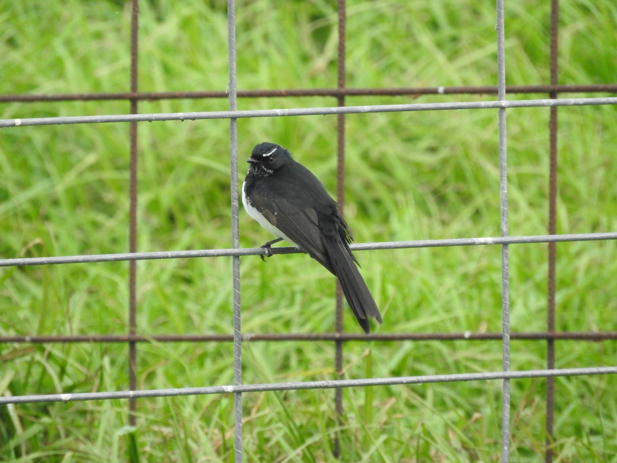 Willie-wagtail - ML620561101