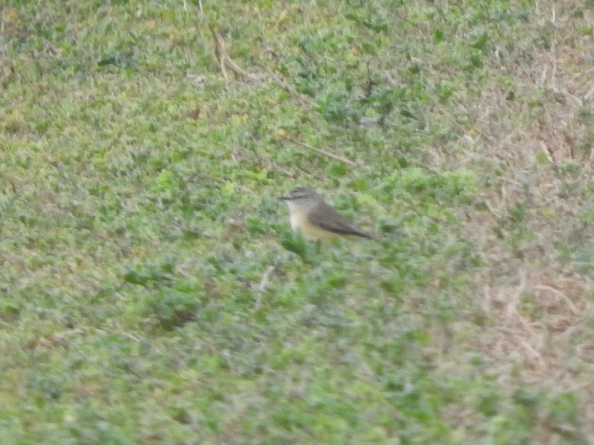 Yellow-rumped Thornbill - ML620561103