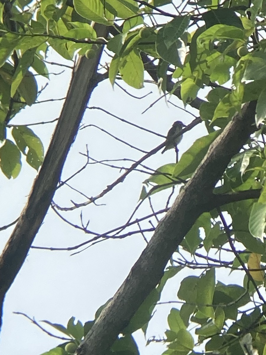 Chestnut-tailed Starling - ML620561104