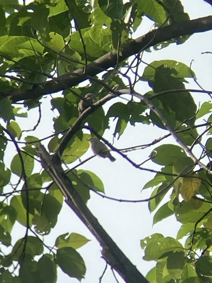 Chestnut-tailed Starling - Merle Schmidt