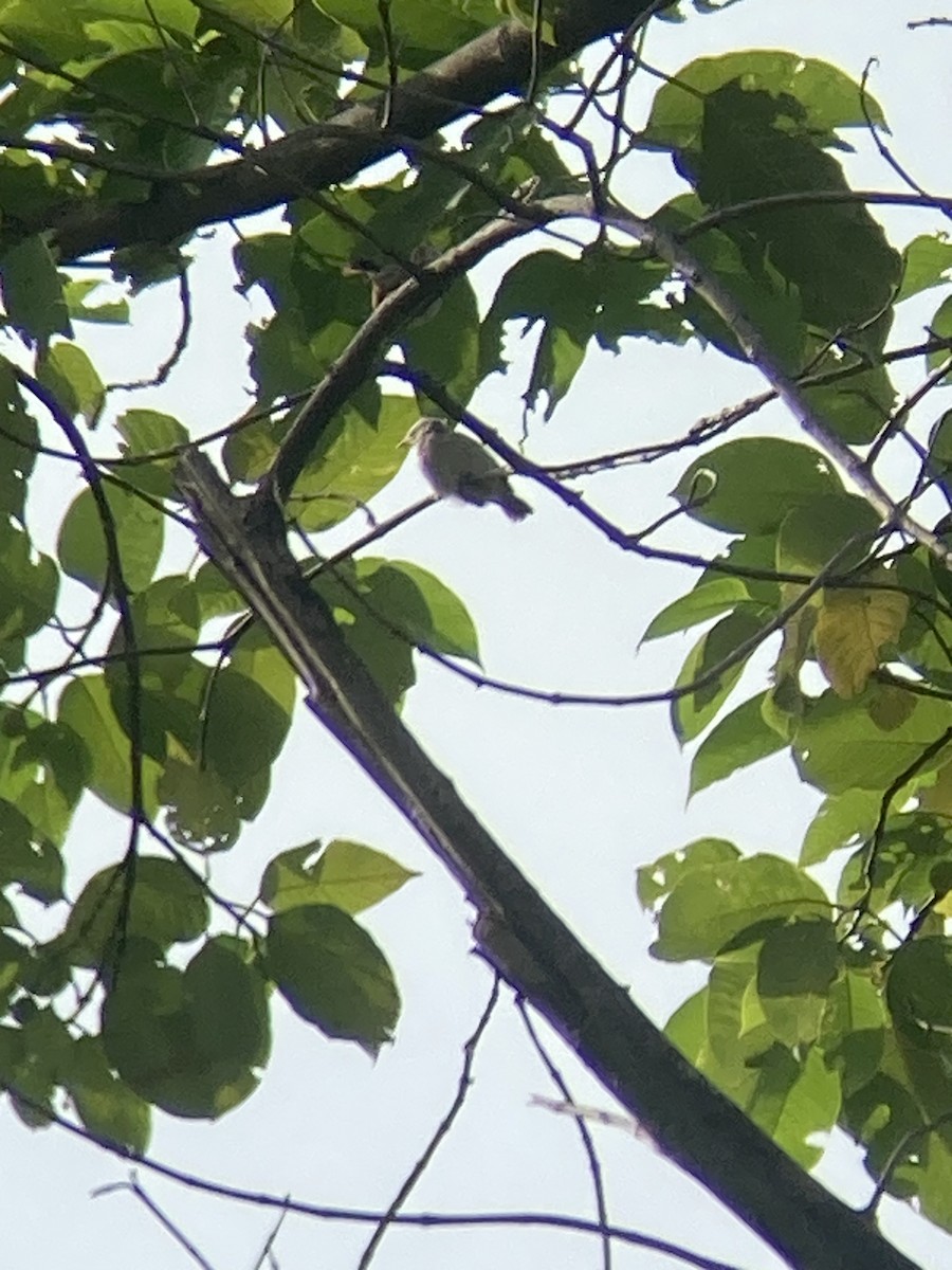 Chestnut-tailed Starling - ML620561107