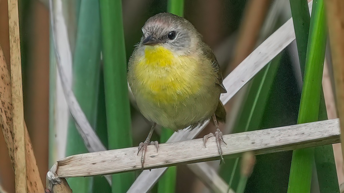 Paruline masquée - ML620561108