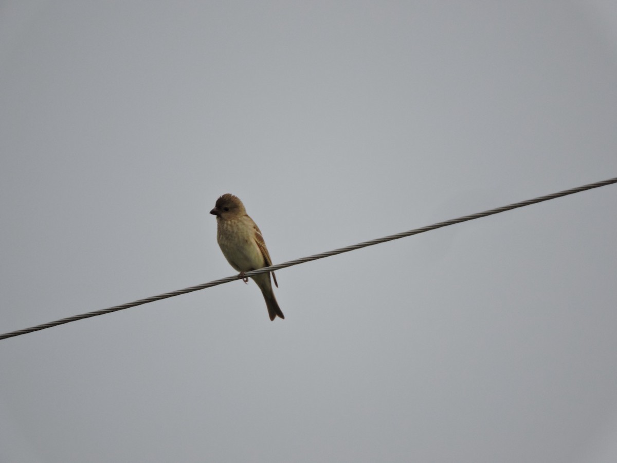 Common Rosefinch - ML620561110