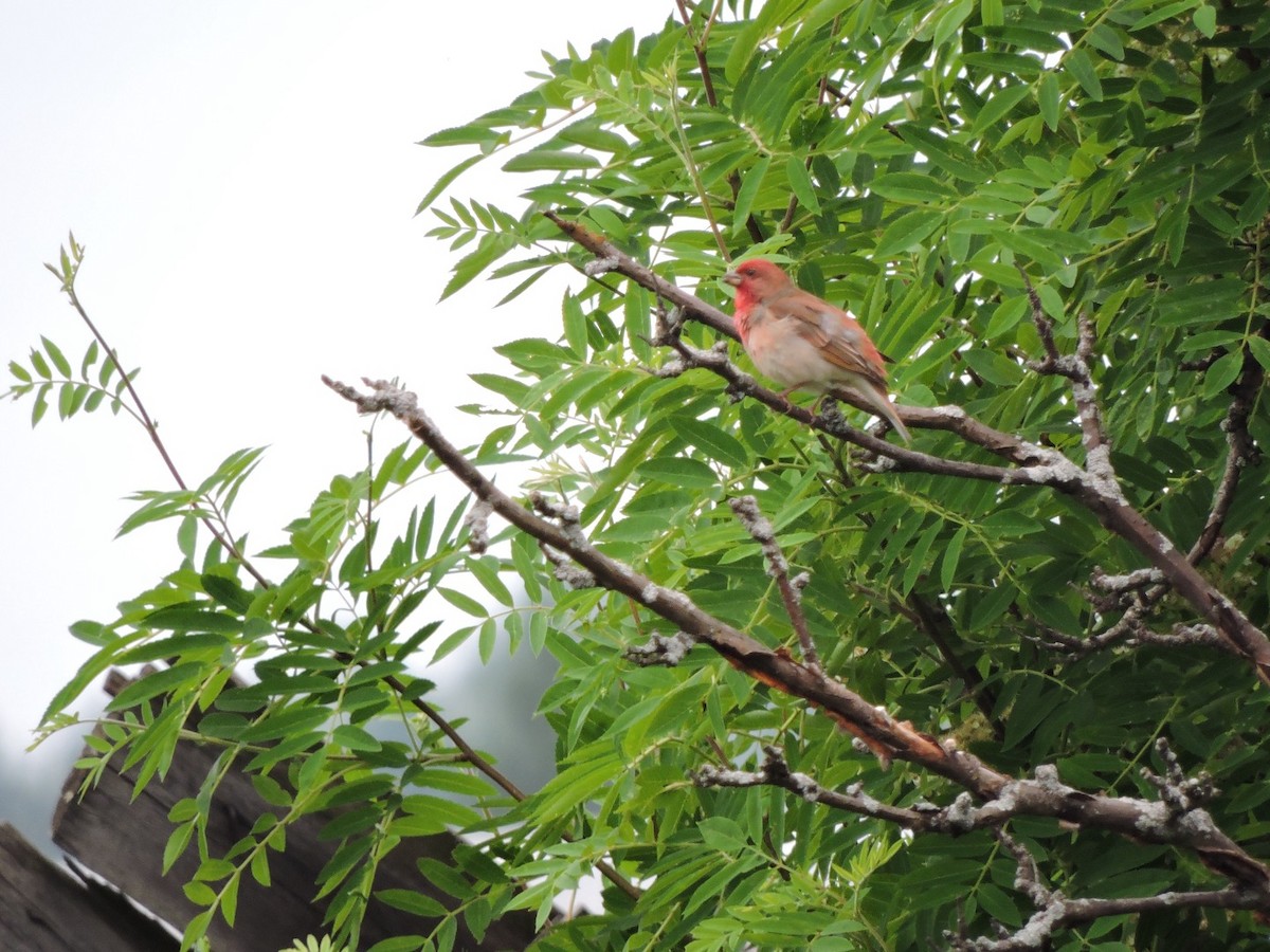 Common Rosefinch - ML620561111