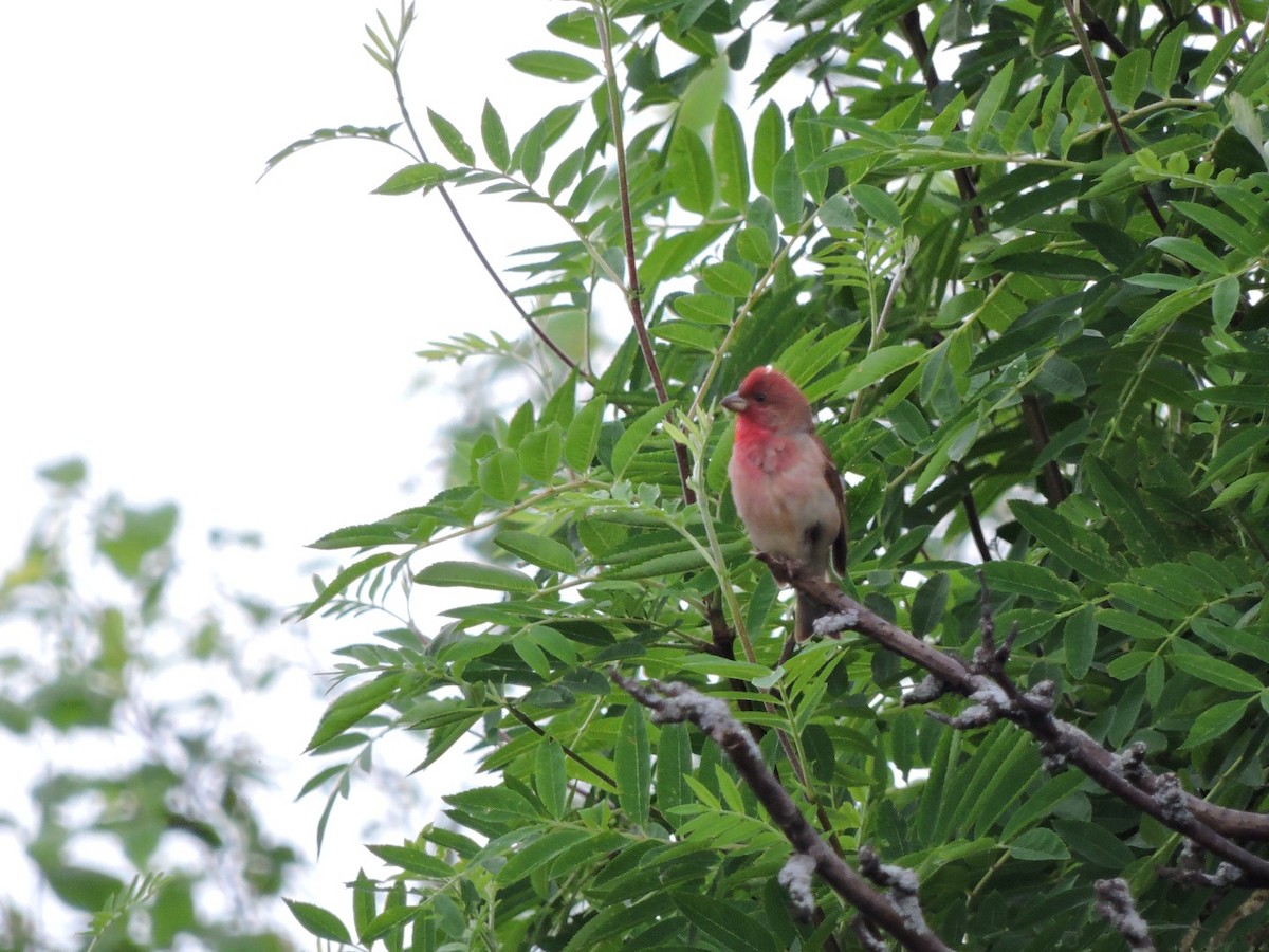 Common Rosefinch - ML620561112