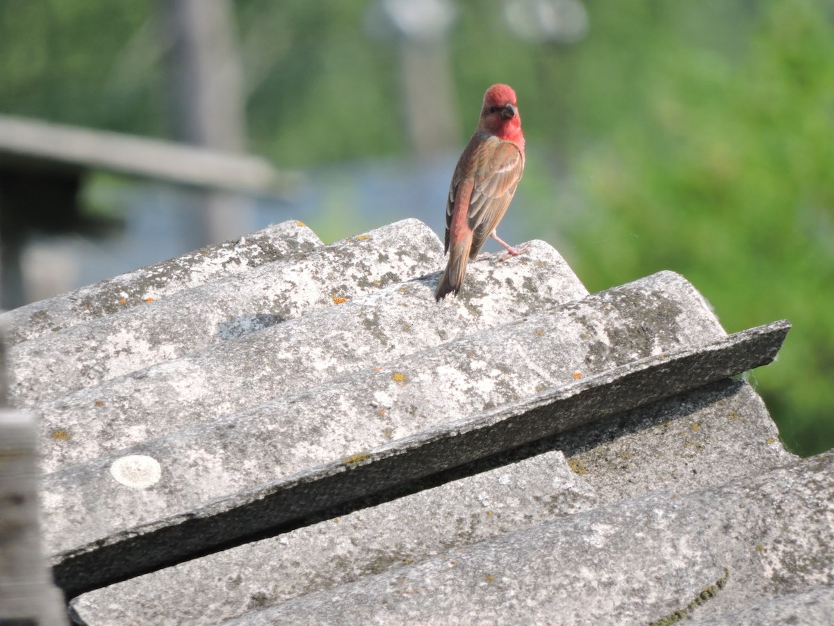 Common Rosefinch - ML620561113