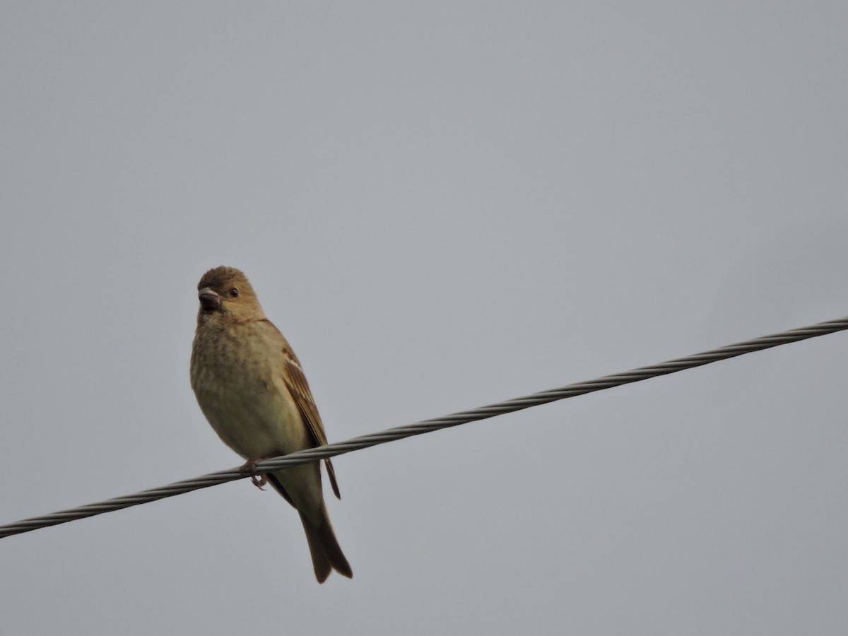 Common Rosefinch - ML620561116