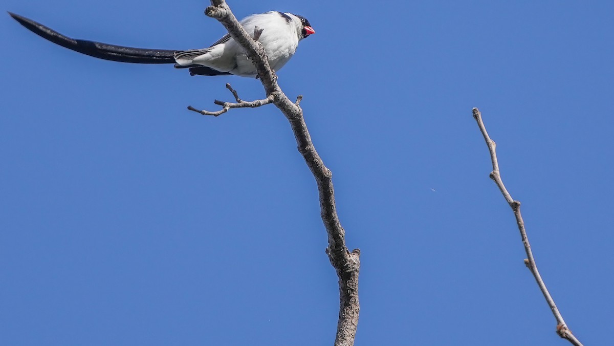 Pin-tailed Whydah - ML620561117