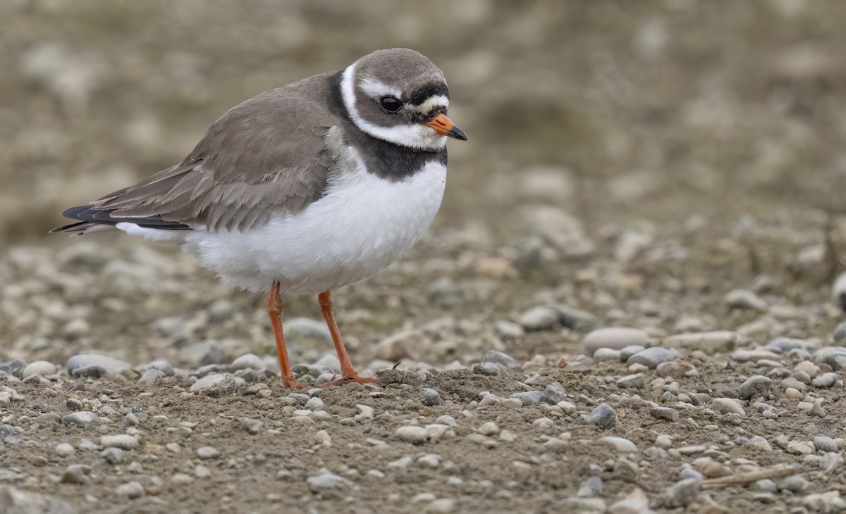 Common Ringed Plover - ML620561118