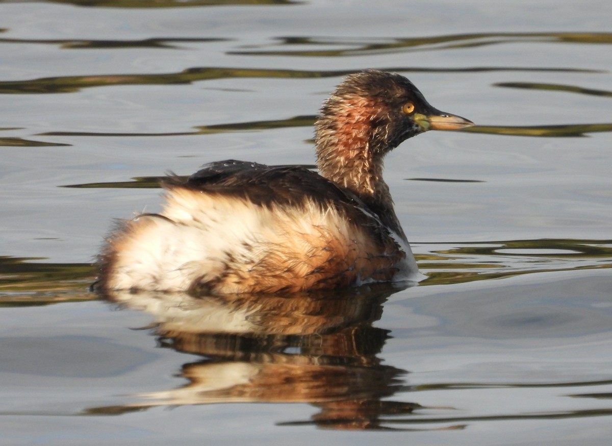 Australasian Grebe - ML620561119