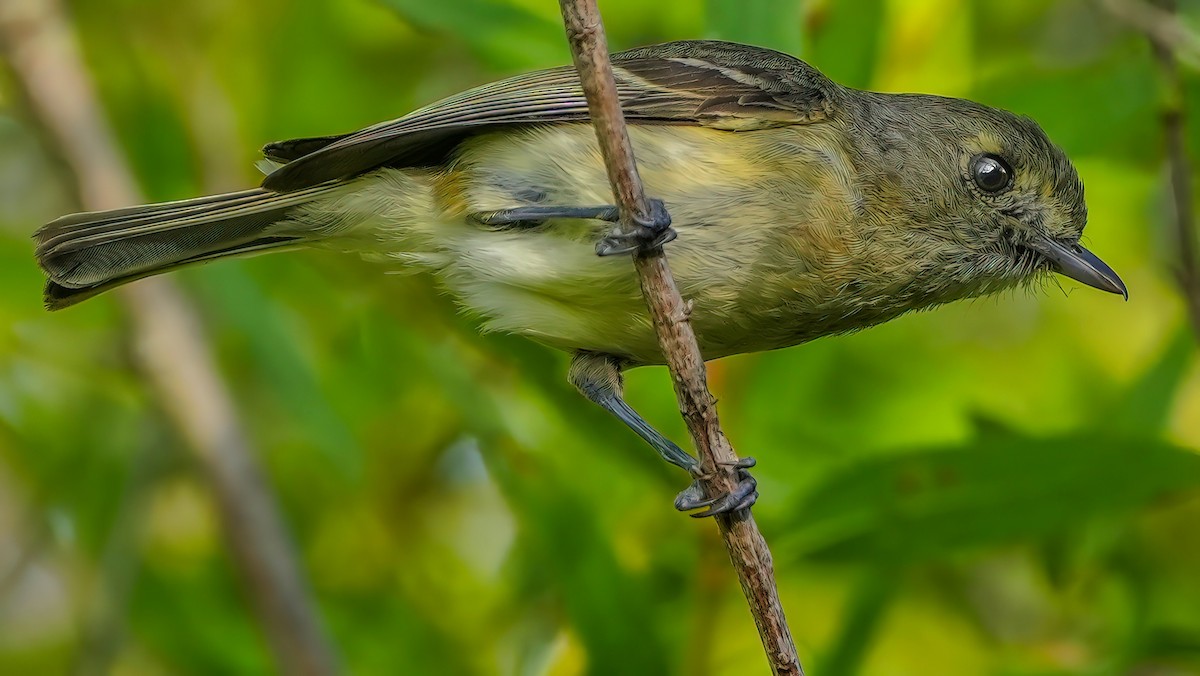 Hutton's Vireo - ML620561120