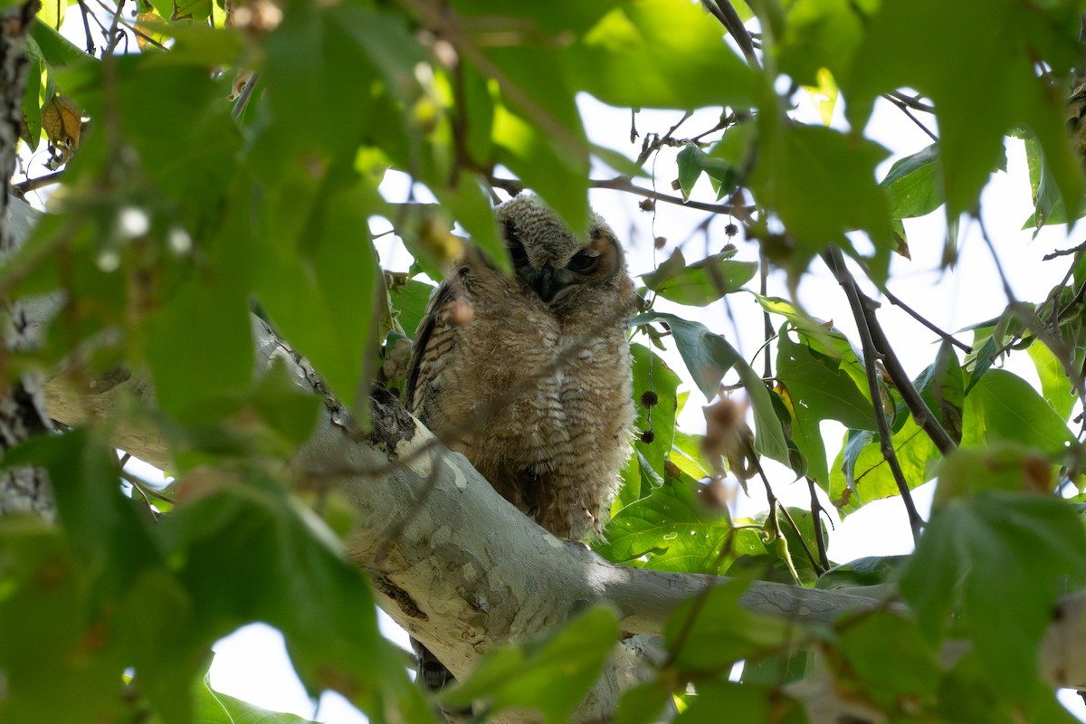 Great Horned Owl - ML620561121